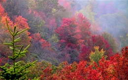 Energy audit by local Asheville energy auditors