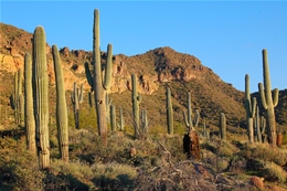 Maricopa County Wind Installers