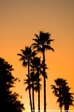 Solar panel installation by local Newport Beach solar installers