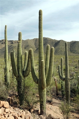 Energy audit by local Pima County energy auditors